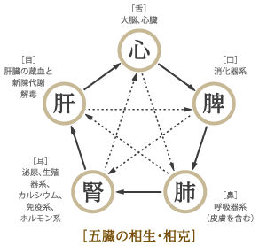 五臓の相生・相克